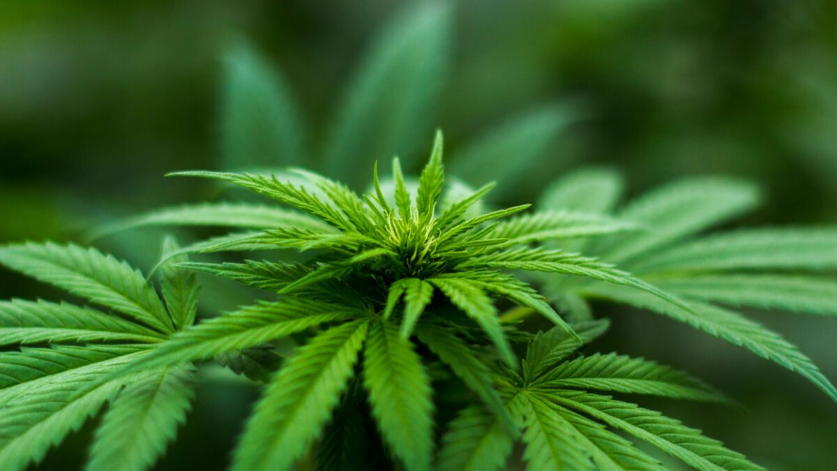 What is CBDa Cannabidiolic acid