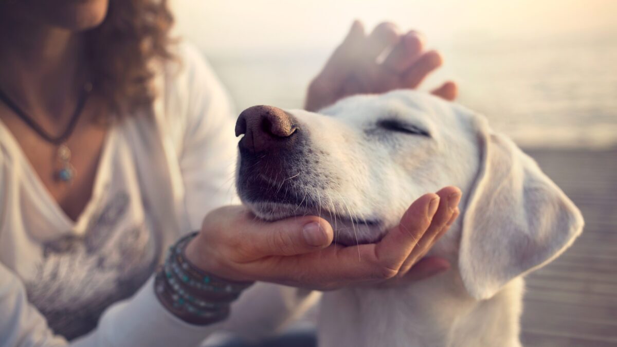 pet cbd oil.
