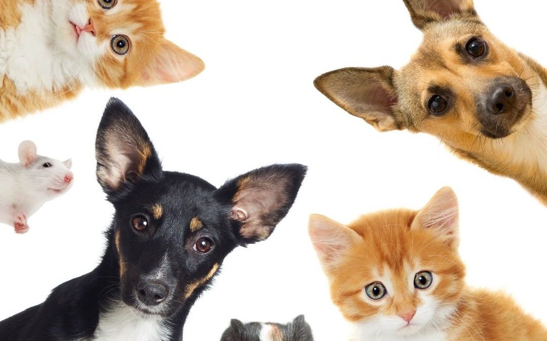 pet cbd