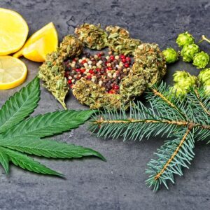 what are terpenes