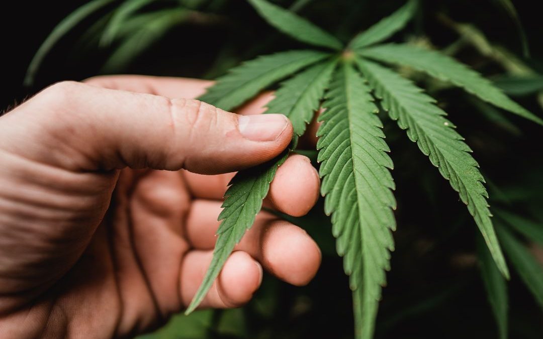 CBD isolate and Full-spectrum CBD